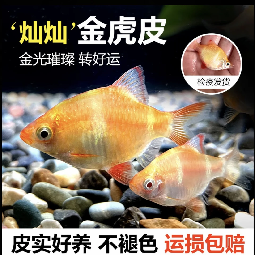 【金虎皮】虎皮金色荧光热带鱼小型观赏鱼淡水好养适合新手