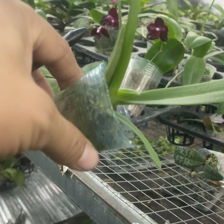 当前无花栽培后可以开花小回紫1.7