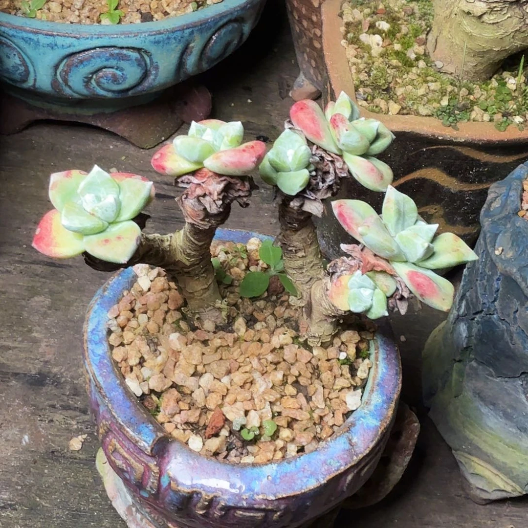 1175法瑞苹果叶多肉