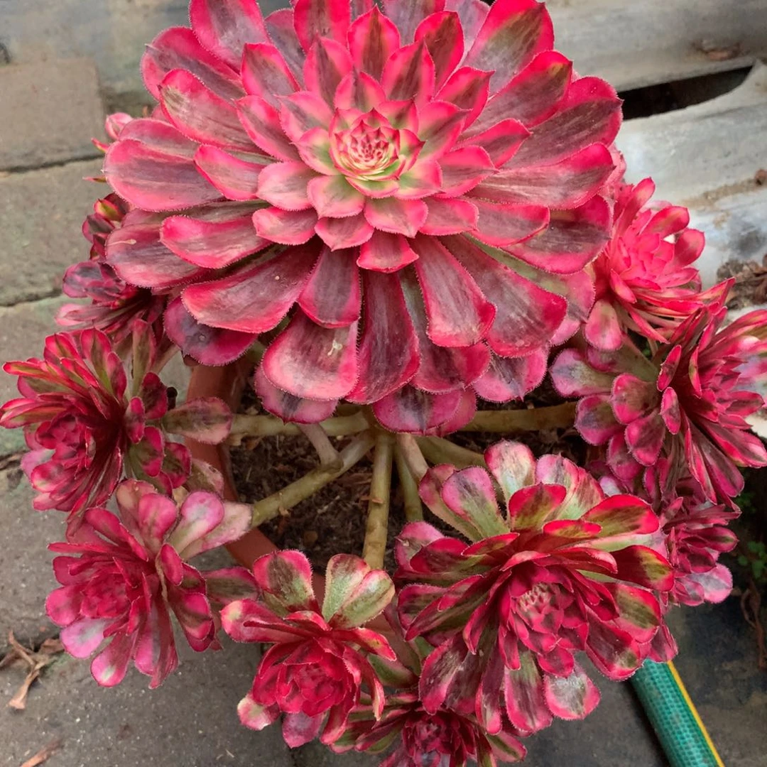 白月光，多肉植物的