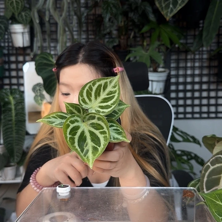 完全开放印尼铜锣O19