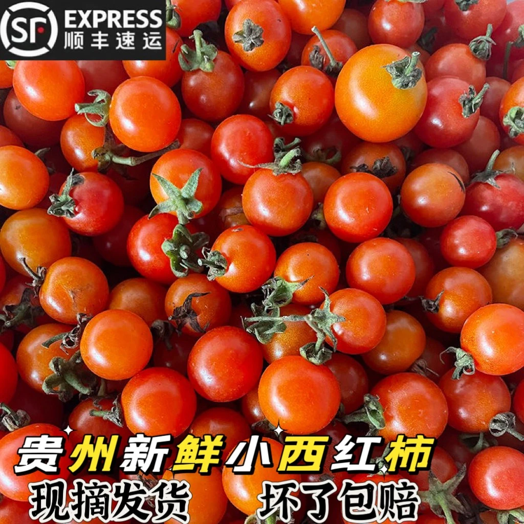 直播贵州特产新鲜蔬菜野小番茄小西红柿生毛材毛辣果500g顺丰包邮