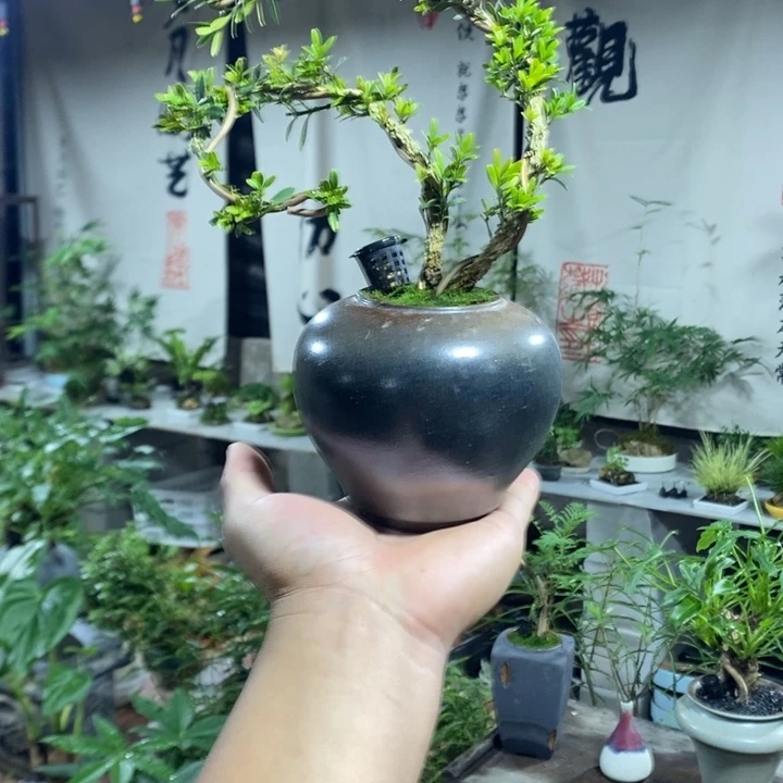 大***表完全开放退款拉黑一物一拍35