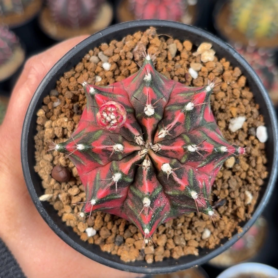 泰系米哈仙人球180