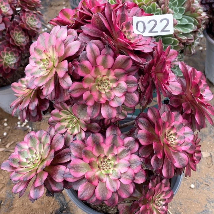 022多肉植物美姬