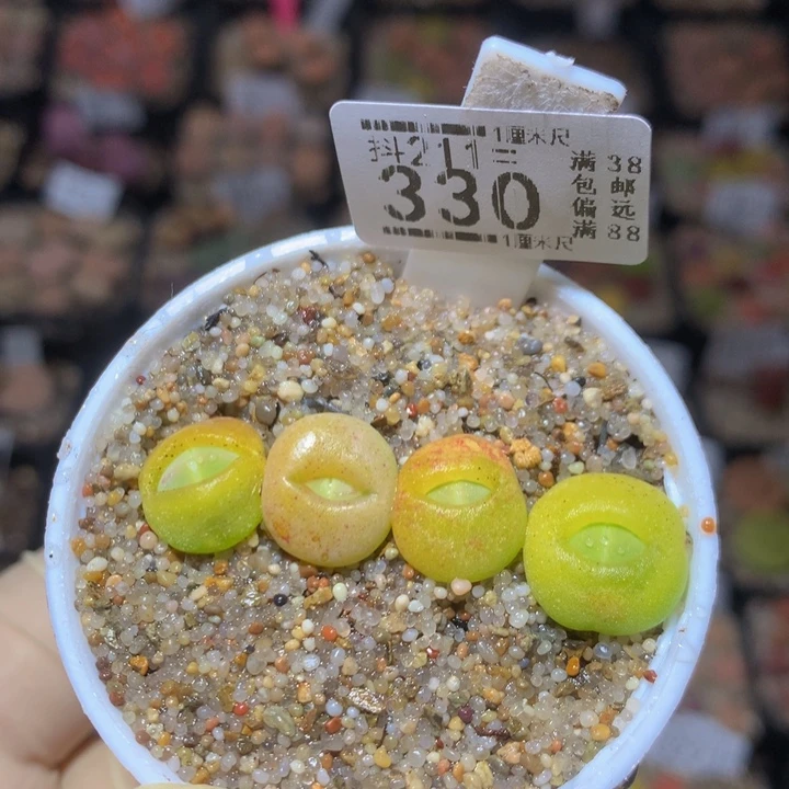 生石花多肉211.330