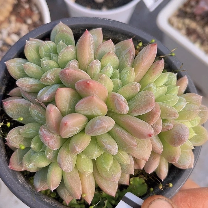 百达翡翠朵朵2407多肉植物