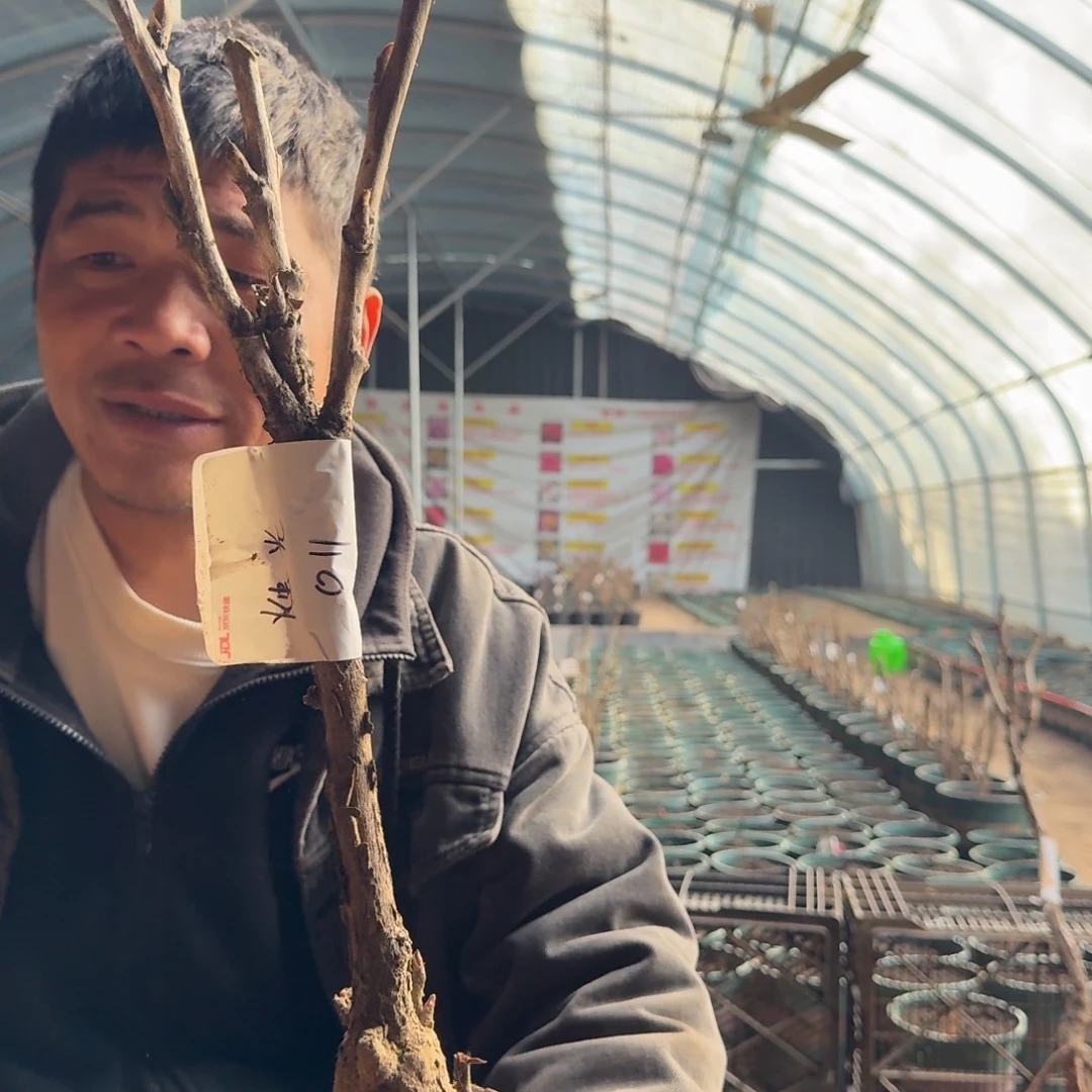 烛光墨润独杆011。
