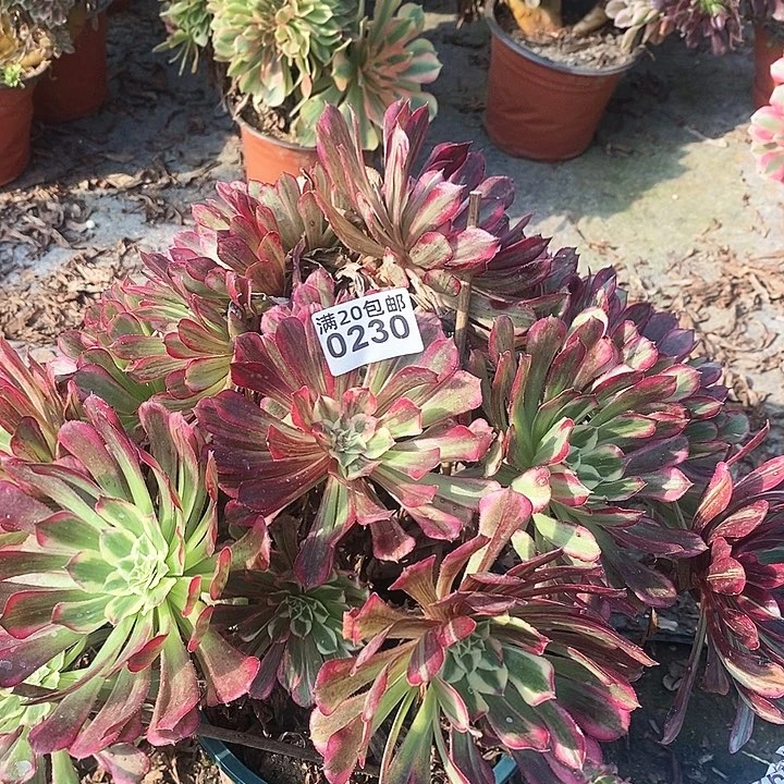 0230 一克同花顺法师