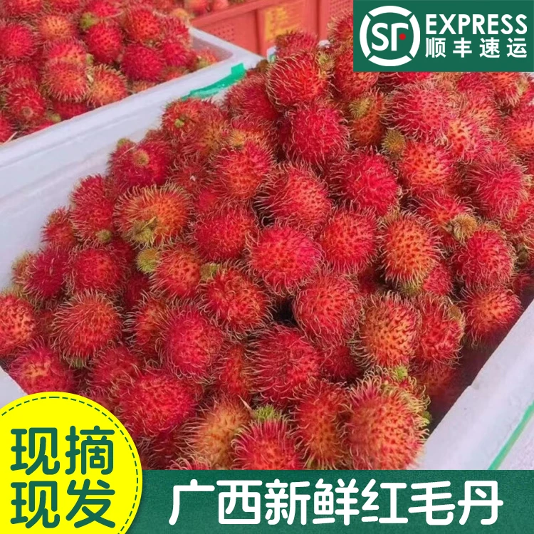 【顺丰】广西新鲜红毛丹水果孕妇毛荔枝鲜果现摘现发热带水果