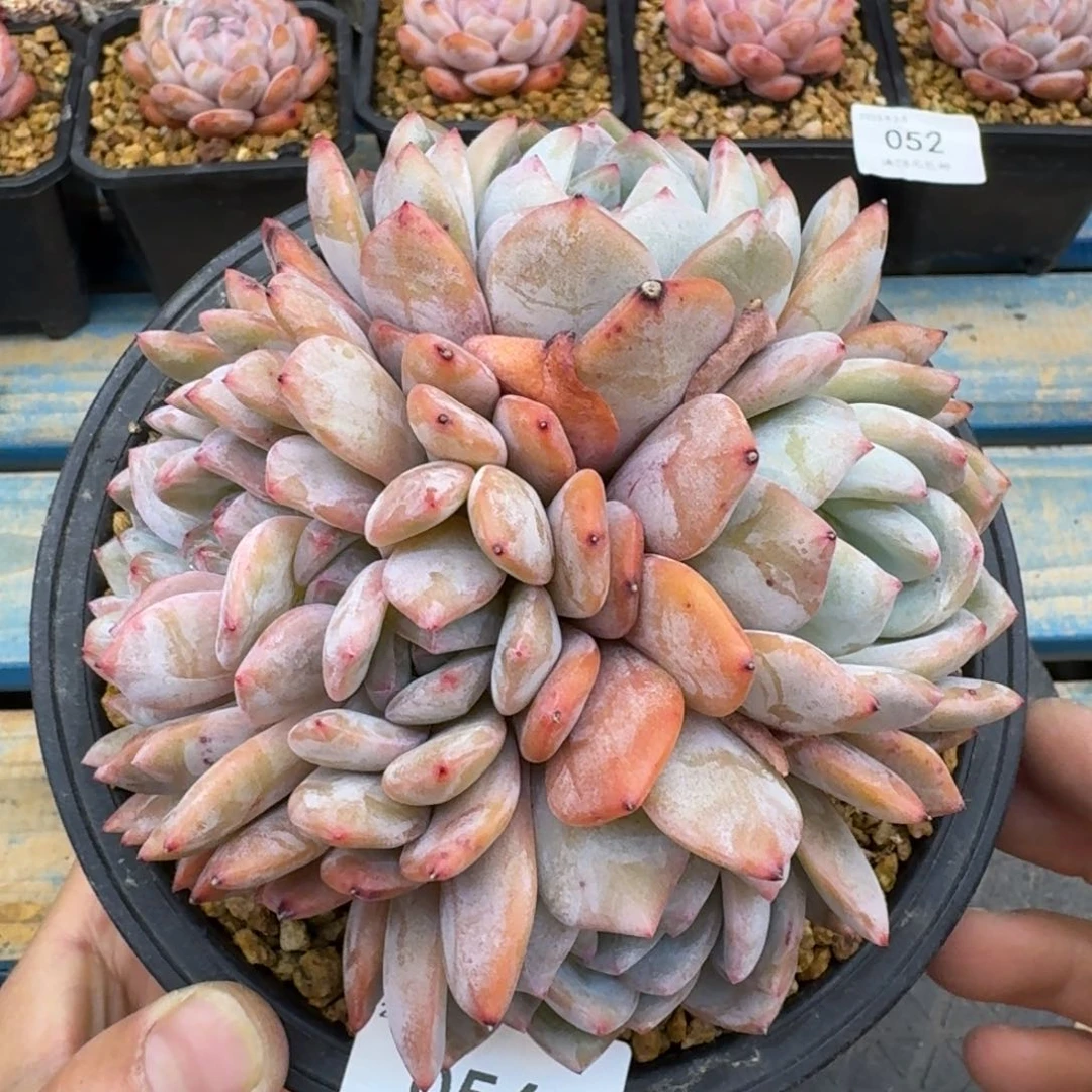 056星影群带朵朵14cm无砍