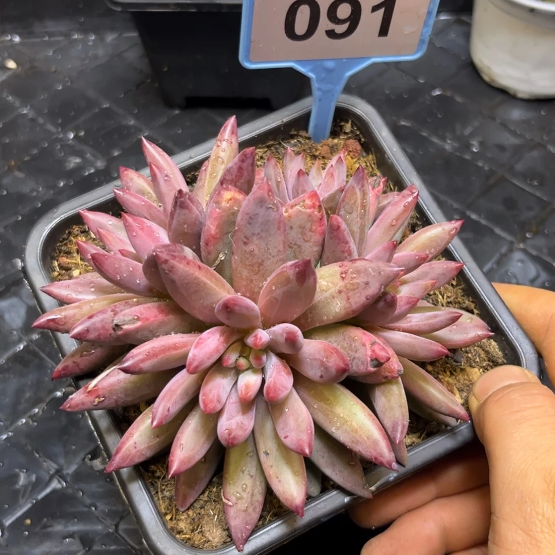 多肉植物虞美人焦糖色091