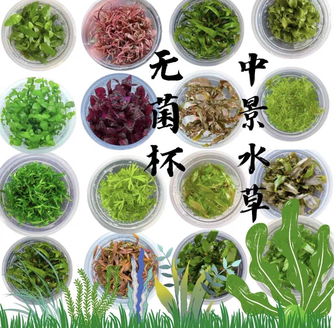 【椒草类】无菌杯水草