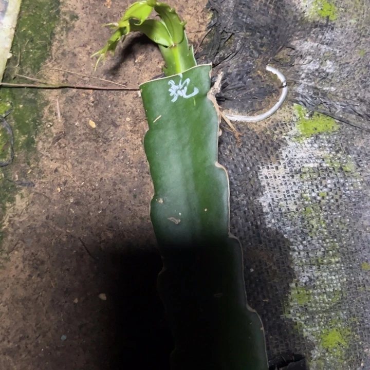 蛇蝎美人嫁接单片小苗一颗60