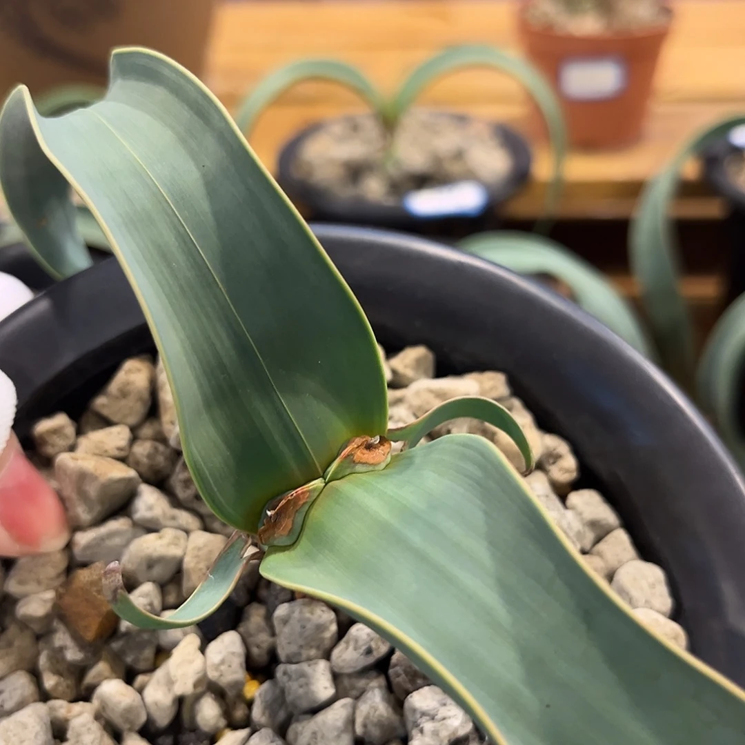 汤圆植物128百岁兰有金线