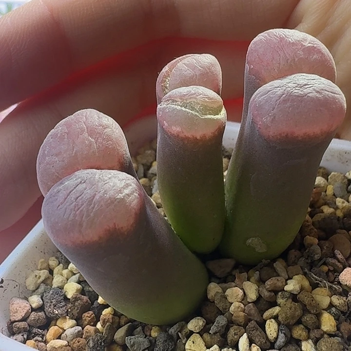 29号三头风铃有干疤1.7-1.9