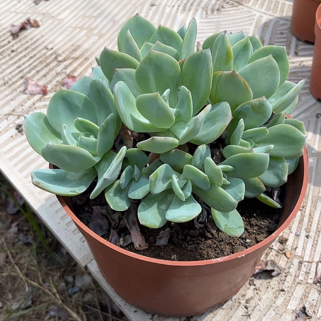 【闪购商品】无花朵春**月