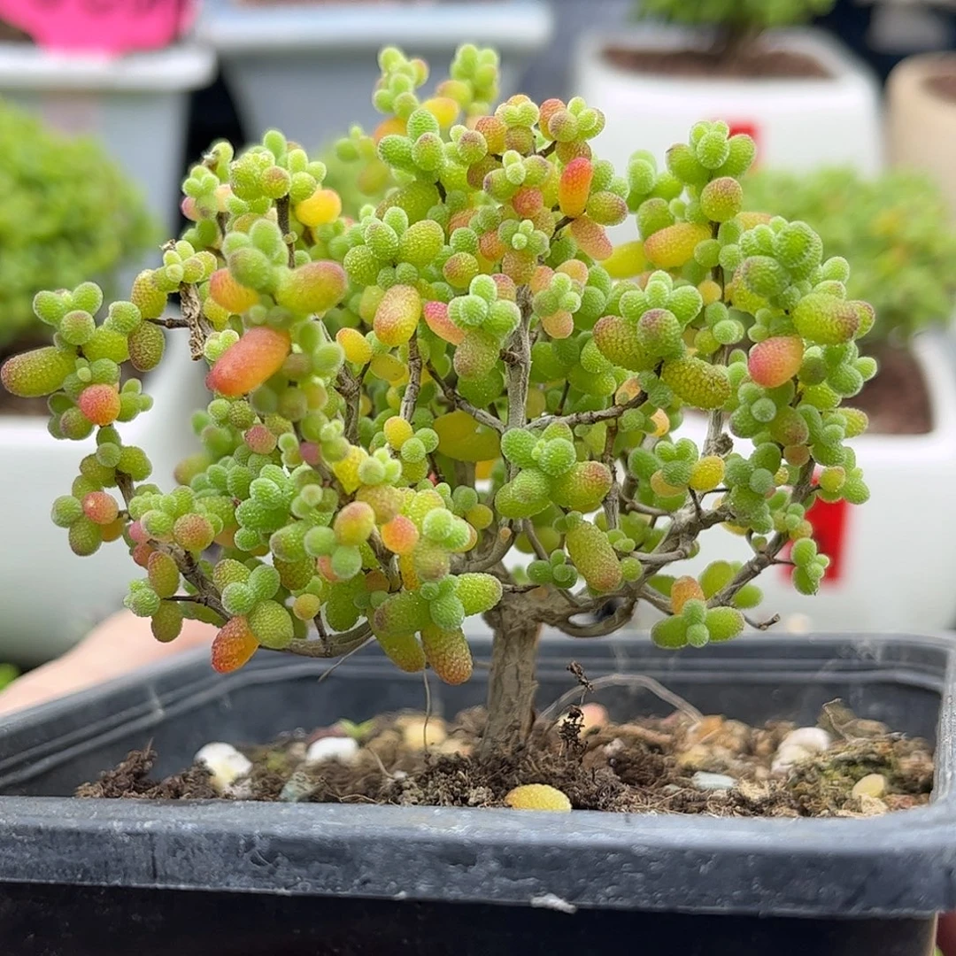 25金桔糖球优选枝干番杏