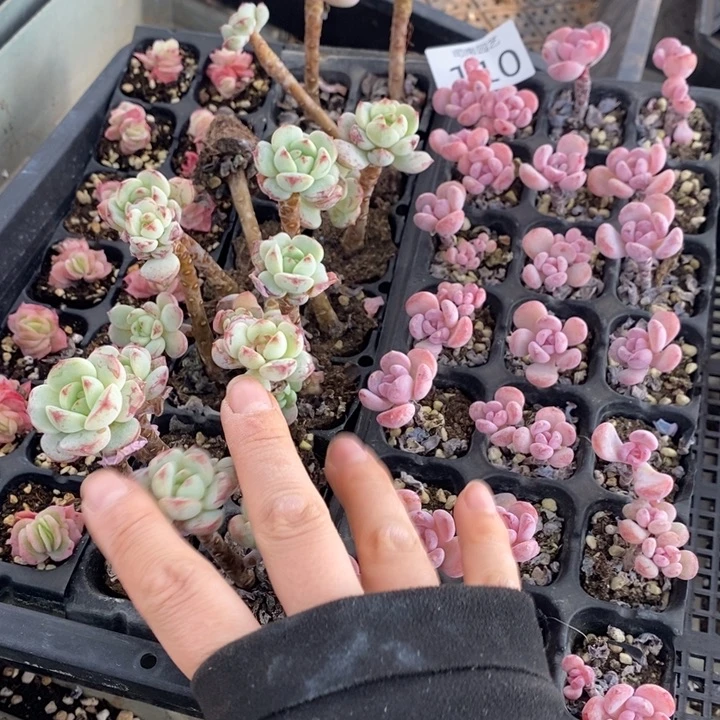 110 多肉植物盆栽花卉