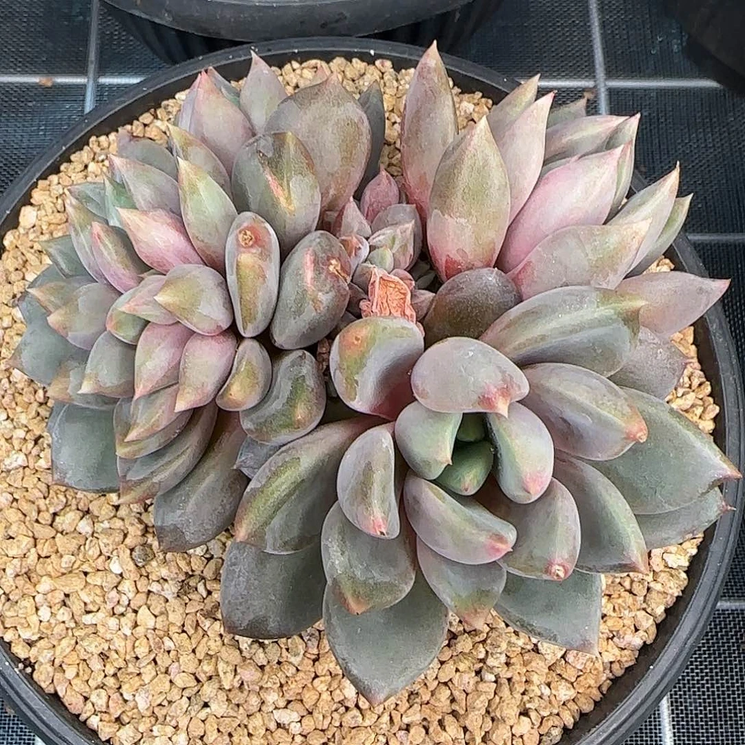 从前慢花园精选红象牙