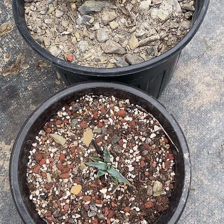 青*龙舌兰绿色植物