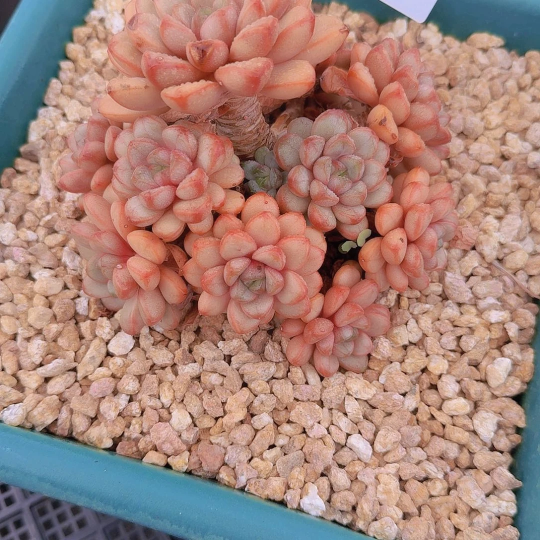 ～***。2706葡萄多肉植物