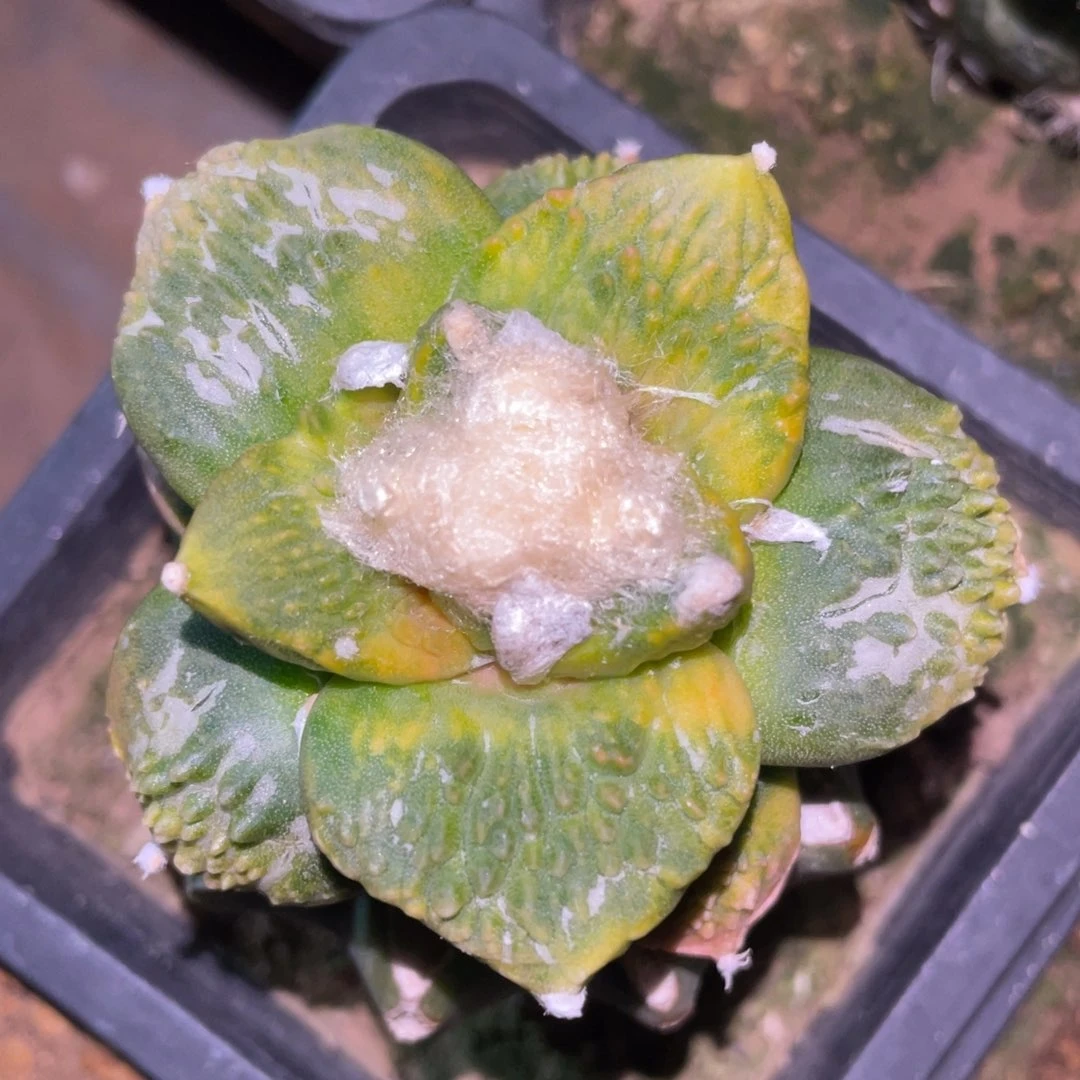哥怒锦 仙人球开花 004