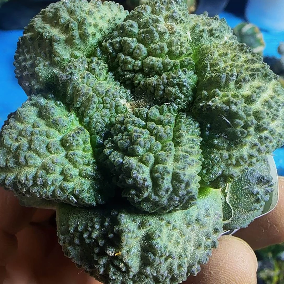 哥斯拉955。