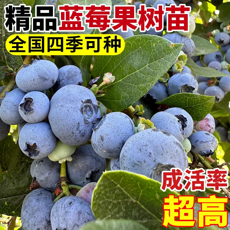 蓝莓苗蓝莓树苗盆栽地栽果树苗当年结果南北方种植兔眼特大阳台