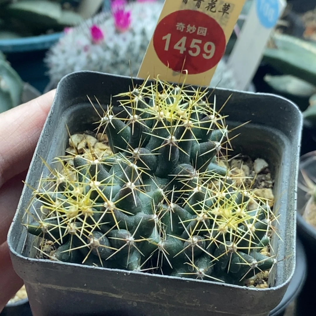 实生金勾刺球群一颗仙人球