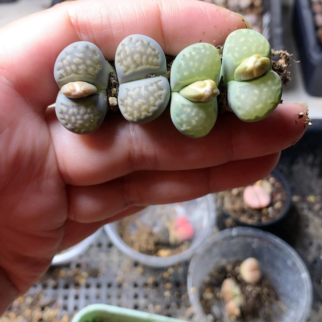 H250多肉植物保护