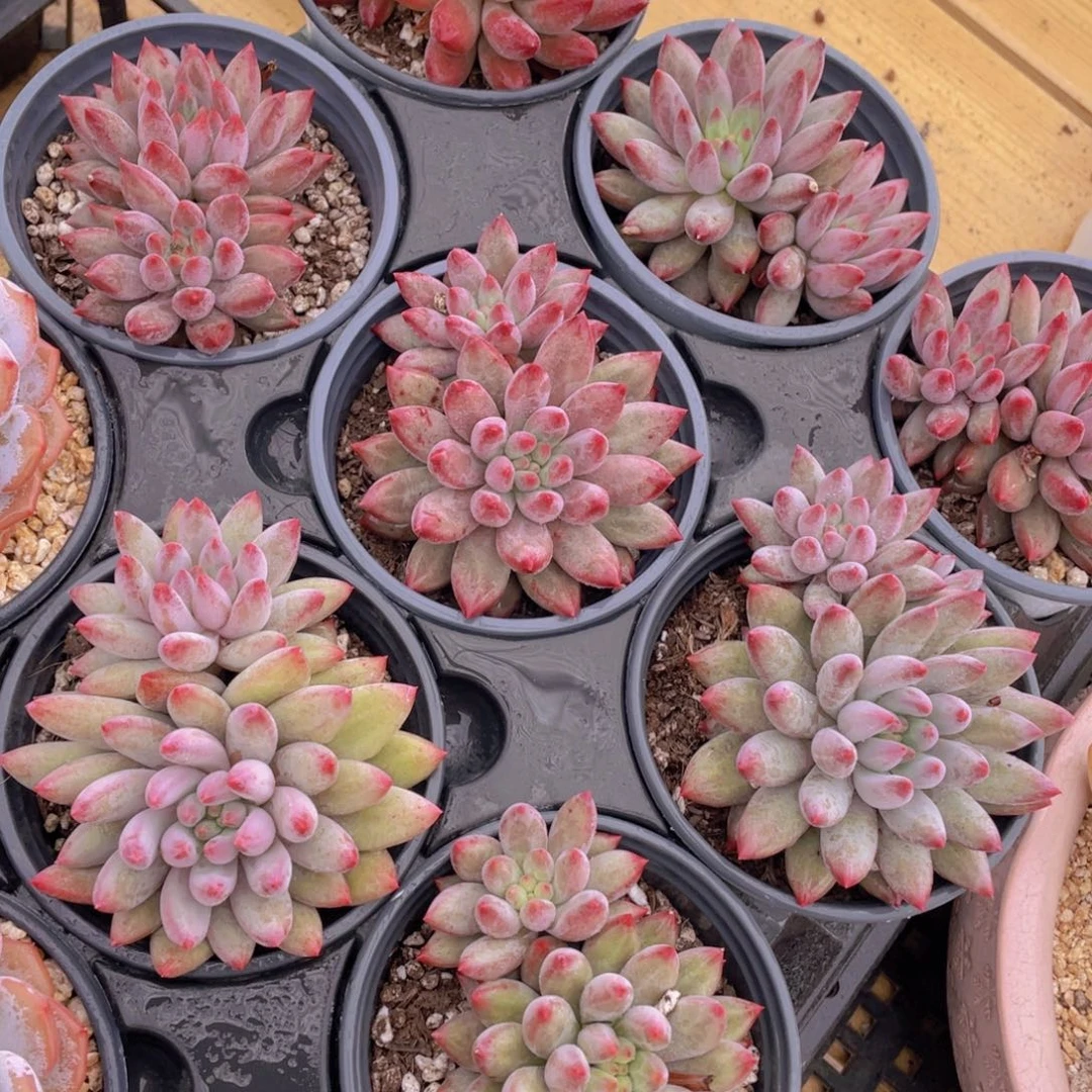 1047号 虞美人大双头一个