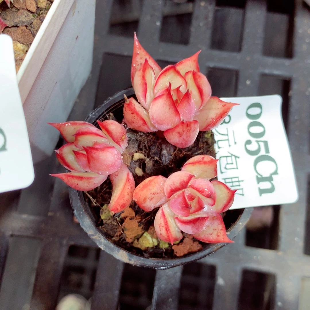 5厘米盆精控多肉0005