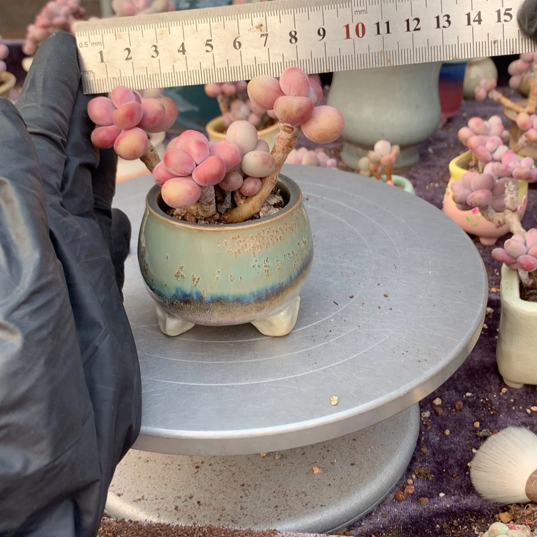 岁****60号桃蛋带盆偏远地区不包邮的