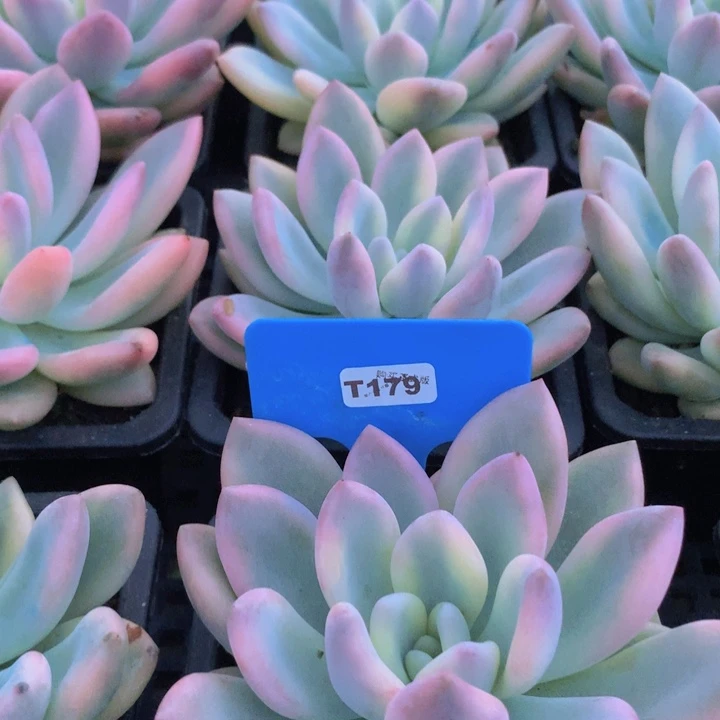 t179奥普锦单头脱土