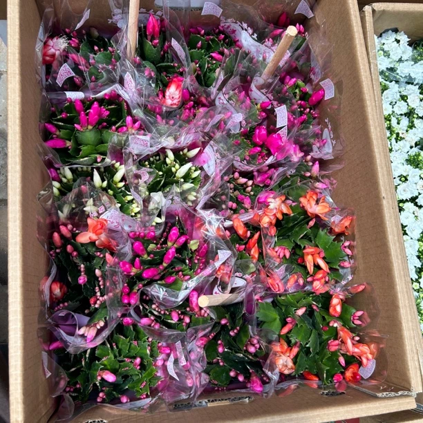 蟹爪兰盆栽颜色随机拍一发二  延