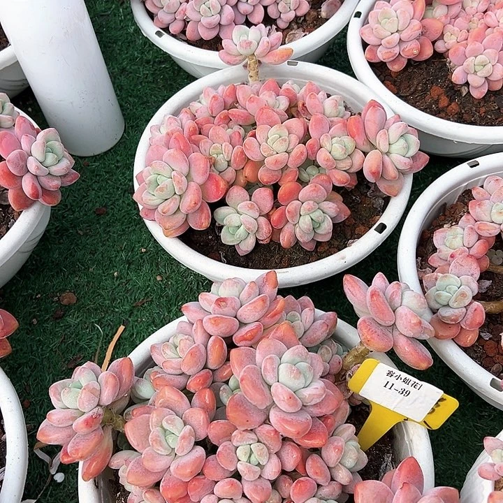 11.39红洛神带盆一个