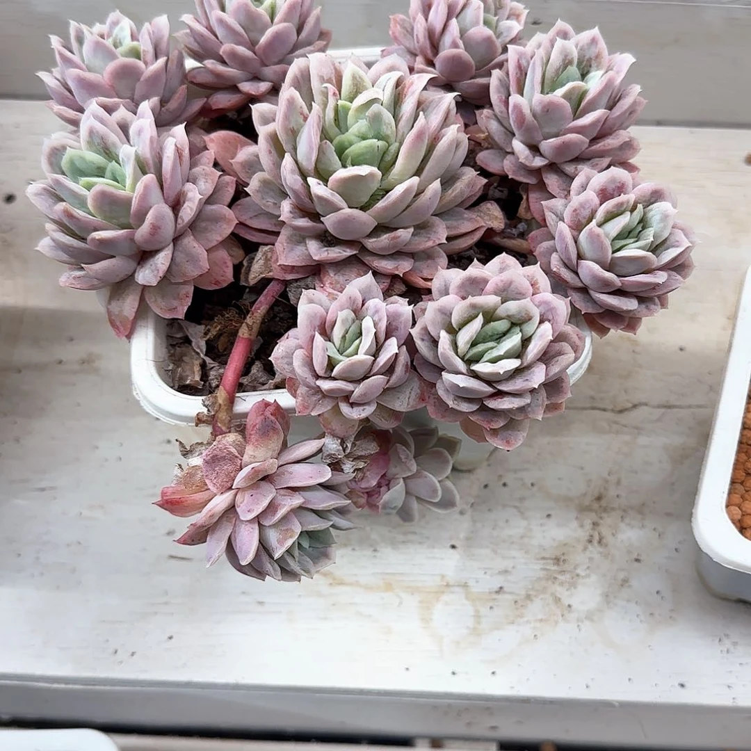 哈蒂斯锦多肉植物