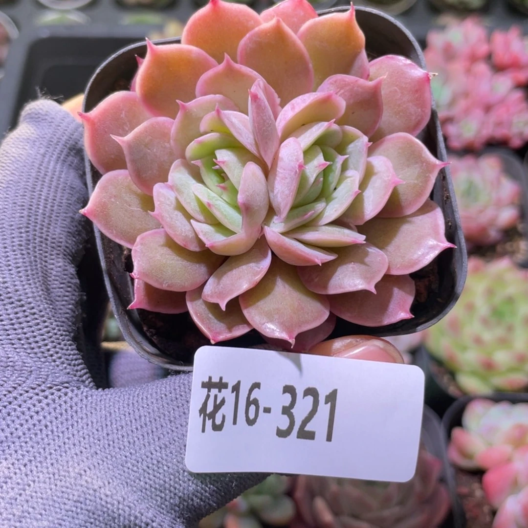 花利美16-321昂斯诺