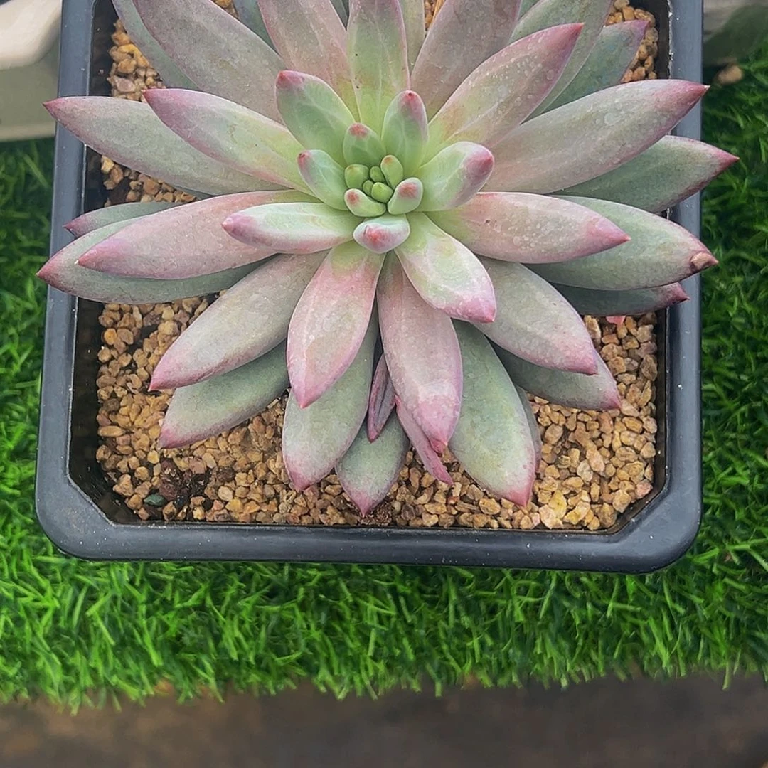 木木吃货 虞美人 发货