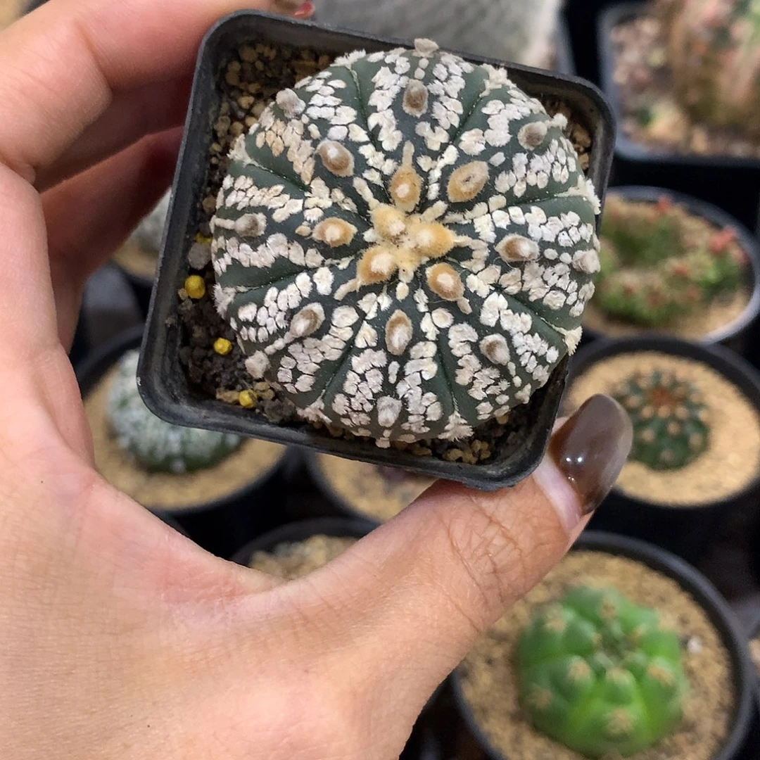 福利实生根连线超兜