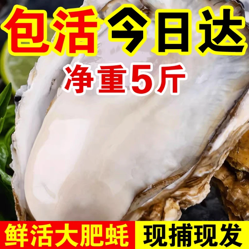 同城鲜活发货 精品生蚝 5-10斤海蛎子