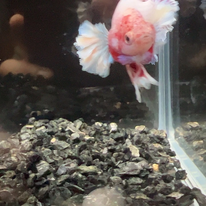 斗鱼满30包邮11日143