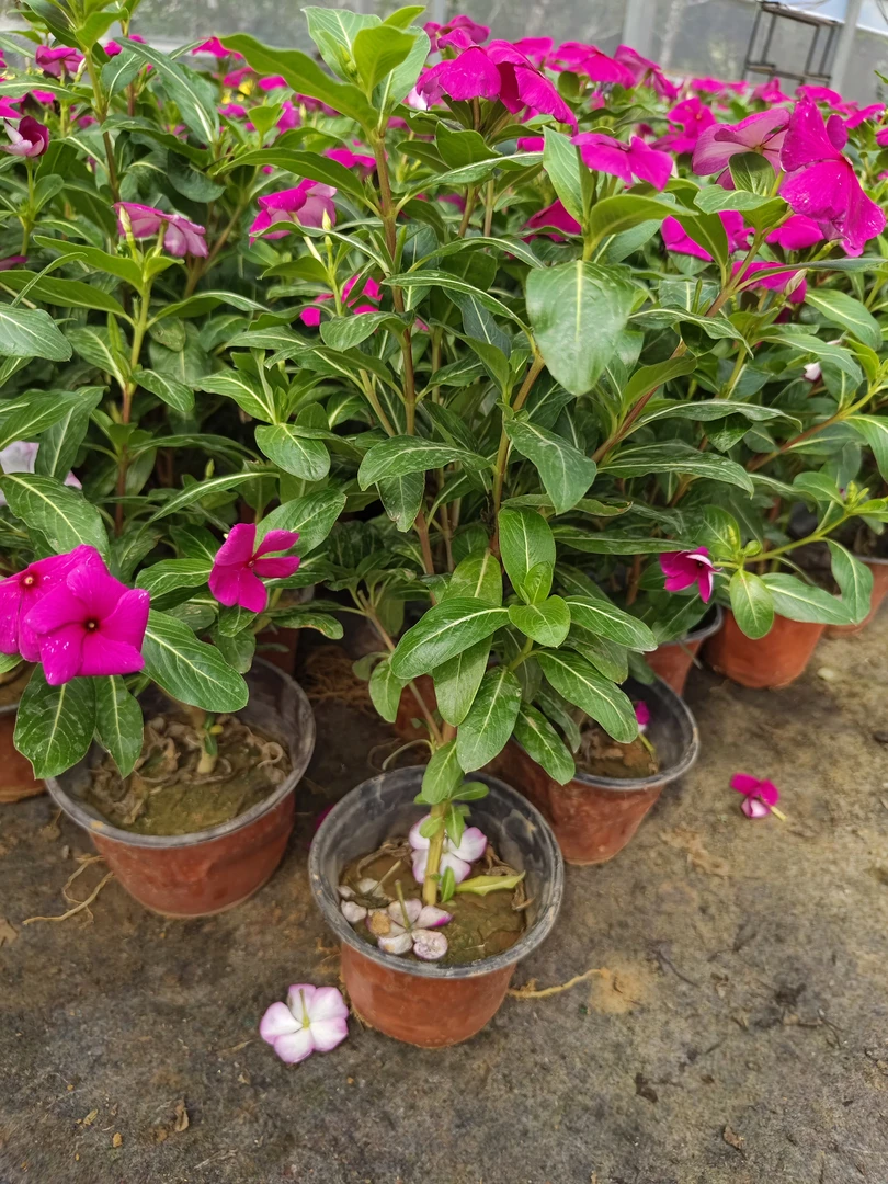 独杆长春花盆栽天天开带花苞四季观花植物适合阳台庭院