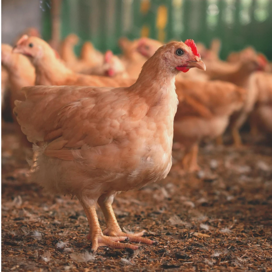 ZT宠物鸡天露黄鸡5只7斤左右 顺丰包邮 到家保活30天lds