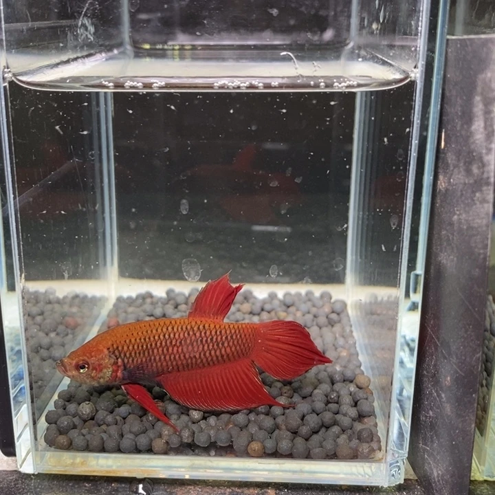 斗鱼泰国斗鱼200号