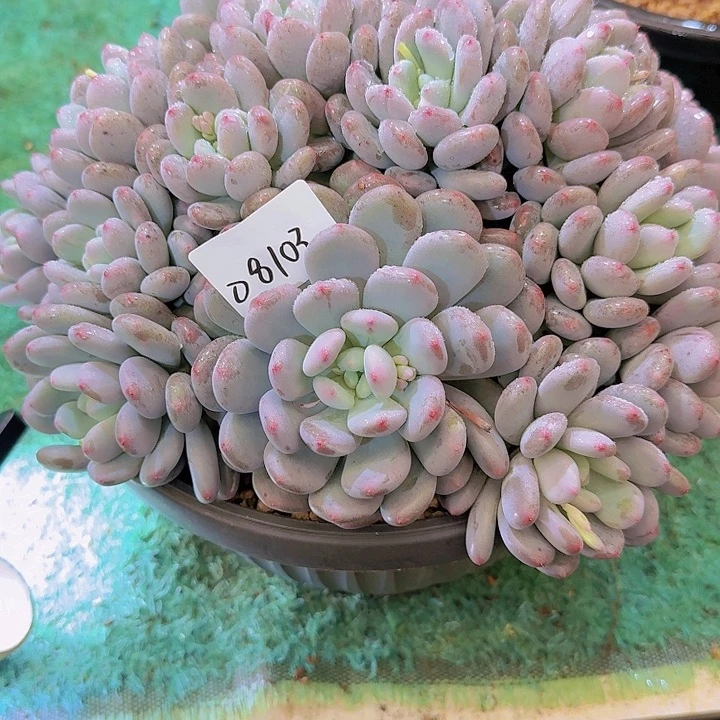 08103星星雪多肉植物