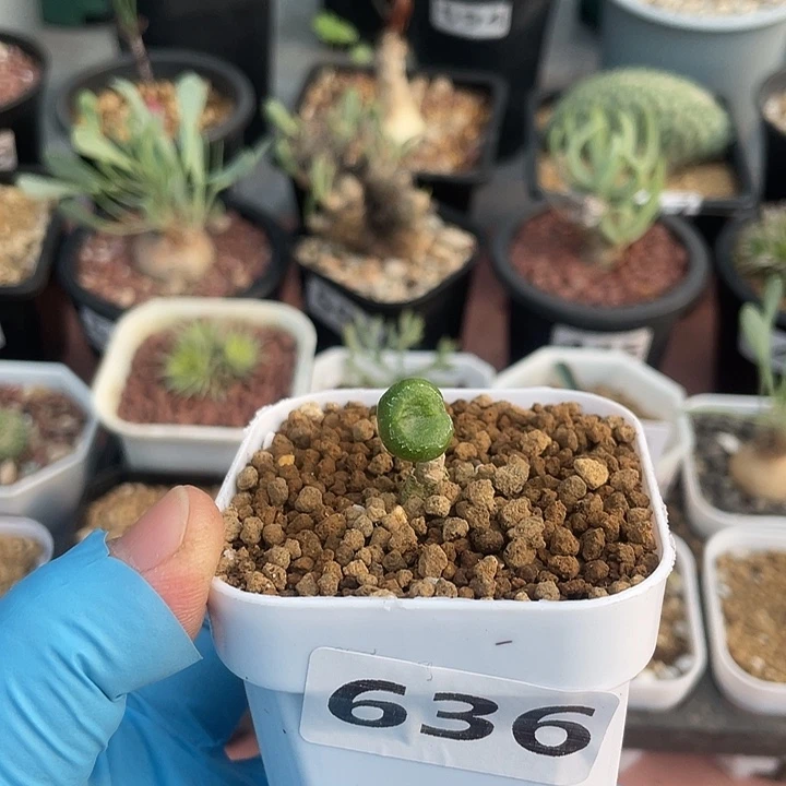 636欧宝奇峰锦块根