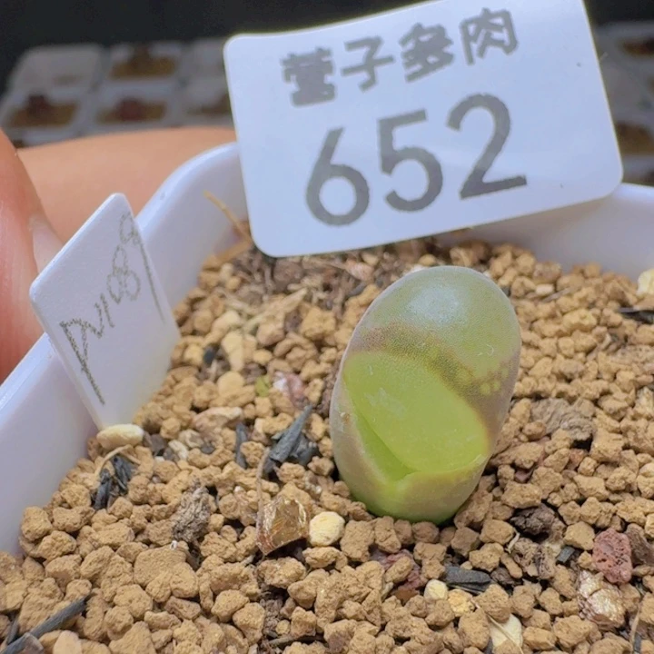 硅鱼粉带盆土。