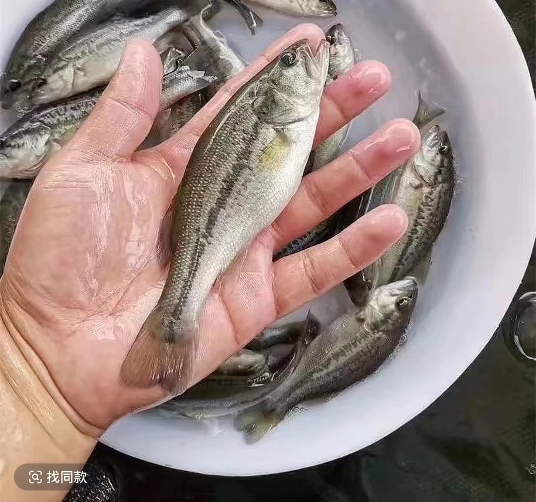 活体鱼四川加州鲈鱼观赏水族淡水饲养